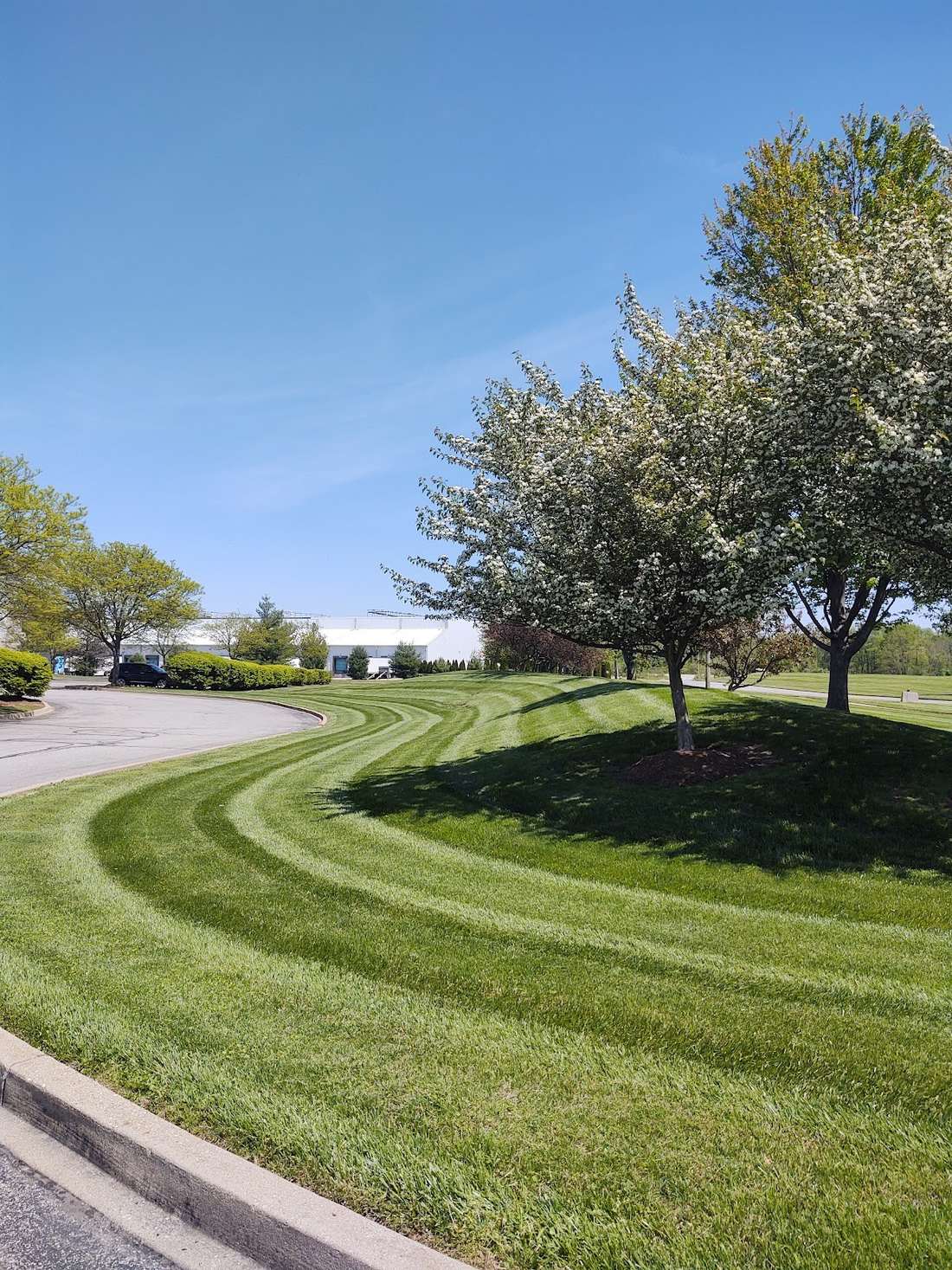 A wide front lawn cut in clean alternating stripes, curving around mature trees under a clear blue sky.