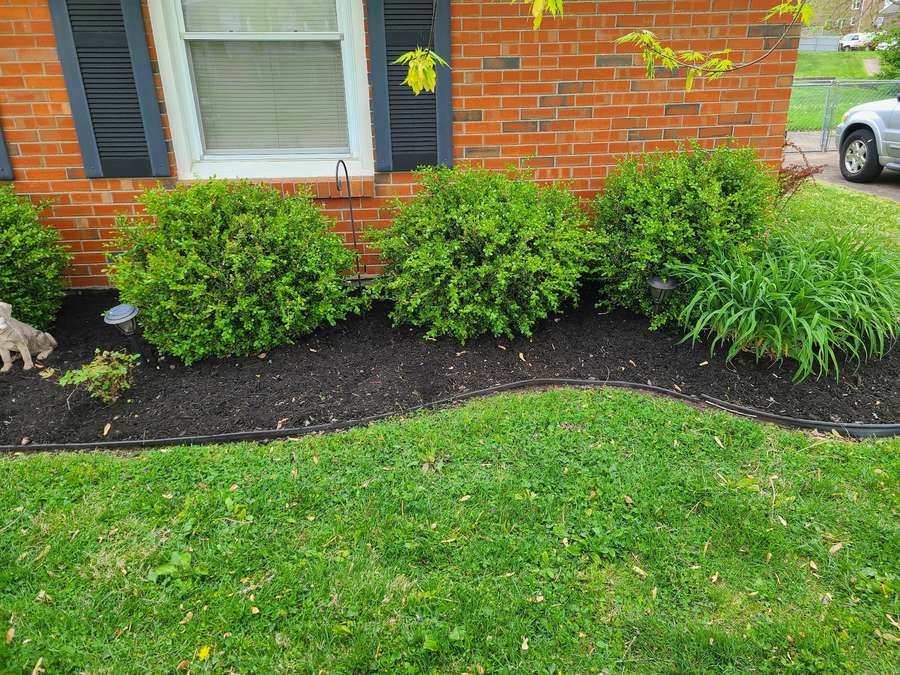 The front of a red brick house with a freshly mulched bed running along it, low shrubs planted evenly and a clean edge cut against the lawn.